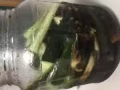 腌制黃瓜鹹菜