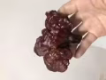 剛採到的野生靈芝，進來看看吧，有要的嗎？