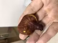 刚采到的野生灵芝，进来看看吧，有要的吗？