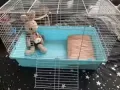 仓鼠，兔子，荷兰猪全新笼子
