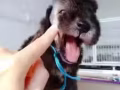 英國純種貝靈頓梗犬