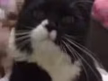 超级可爱乖巧警长猫领养