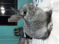 可愛溫馴的灰白色荷蘭兔