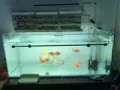 鱼缸出售