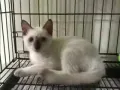 3.16birth 暹罗猫siamese 