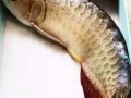 3呎半圓形魚缸，魚死了，100塊錢拿走吧，全套過濾設備