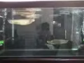 出售35cm银龙鱼
