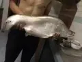 刚从河里钓回来的野生大刀鱼
