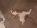 免费领养橘猫一只 一岁大