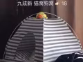 狗窩貓窩 冰絲墊 尿盆