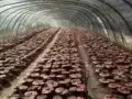 纯东北特产人参，西洋参，红参等假一赔十
