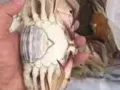 花蟹 新币十五一公斤 