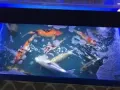 賣魚缸和鯉魚