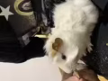 七月份生的女孩子荷兰猪！因为本人原因想找个好人家转让了