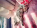 豹猫超低价格