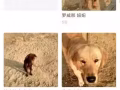 宠物犬训练