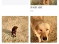 宠物犬训练