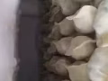 山东乳山唯一纯手工水饺，免费送到地铁站