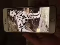 本人出售一部iPhone6plus价格美丽