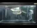 出售整套鱼缸及两条金龙鱼和四条银龙鱼