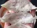 燕窩批發
