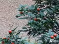 “华文考试，我不怕”