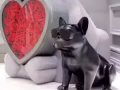Jarre AeroBull鬥牛犬法斗音響忍痛低價轉讓