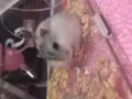 仓鼠赠送