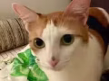 成年三色猫求收养