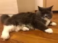 寻猫启示