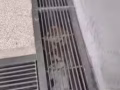 这有三只三个月的猫咪需要有人收养它们