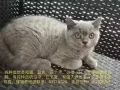纯血统英短猫蓝猫