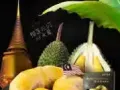 马来西亚猫山王榴莲寻找合伙人一起开发中国市场