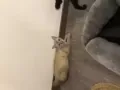 猫咪求领养
