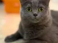 1年3个月英短母猫已绝育