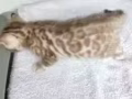 纯种小金豹猫接受预定