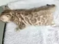 纯种小金豹猫接受预定