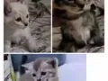 一月多的小奶猫等领养