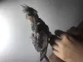 一个月大的玄凤鹦鹉 出售