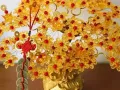 发财树成品