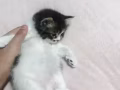 刚满月小奶猫找铲屎官