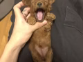 超萌满月小泰迪开始预定