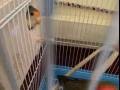 爱情鸟一对