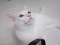 可爱白猫因个人原因养不了 找个爱心主人有偿领养