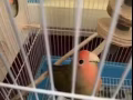 桃面爱情鸟一对