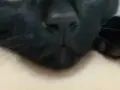 6个月纯黑色猫咪