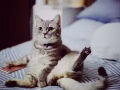为温柔可爱的 苏格兰立耳猫找个温馨稳定的家