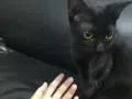 一岁黑猫找主人