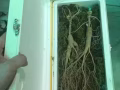 東北特產
