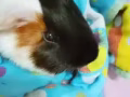 荷兰猪  200